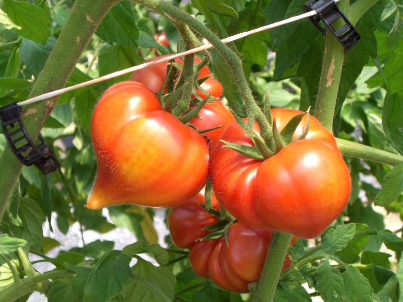 テレビ放送のお知らせ　RKB毎日放送『チャギハ！』