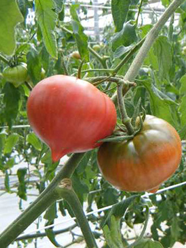 Oshima Tomato Park